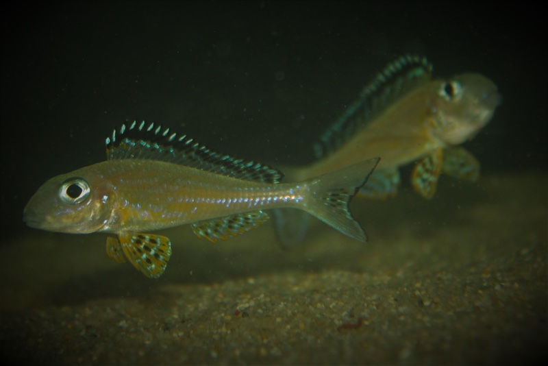 Xenotilapia papilio 'Tembwe (Deux)'
